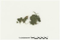 藏品(細葉小羽苔)的圖片